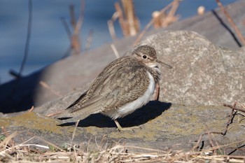 Common Sandpiper 東京都 Sun, 1/10/2021