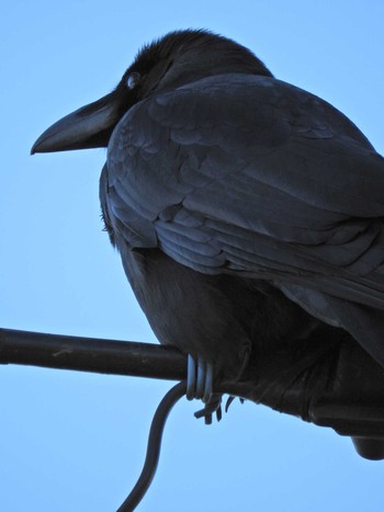 Large-billed Crow 埼玉県所沢市 Sun, 1/10/2021