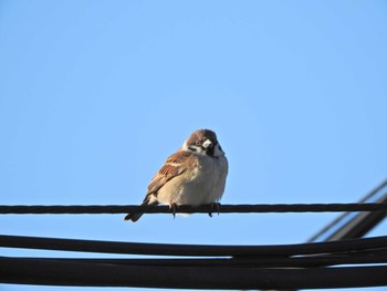 Eurasian Tree Sparrow 埼玉県所沢市 Sun, 1/10/2021