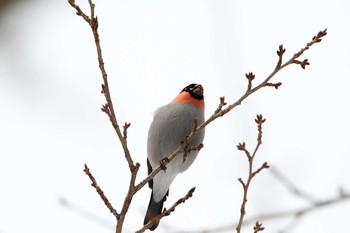 Eurasian Bullfinch 福島県 Sun, 1/10/2021