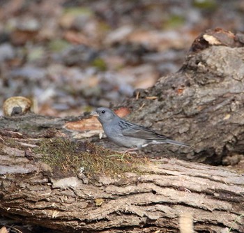 Grey Bunting 秋ヶ瀬公園 こどもの森 Tue, 12/6/2016