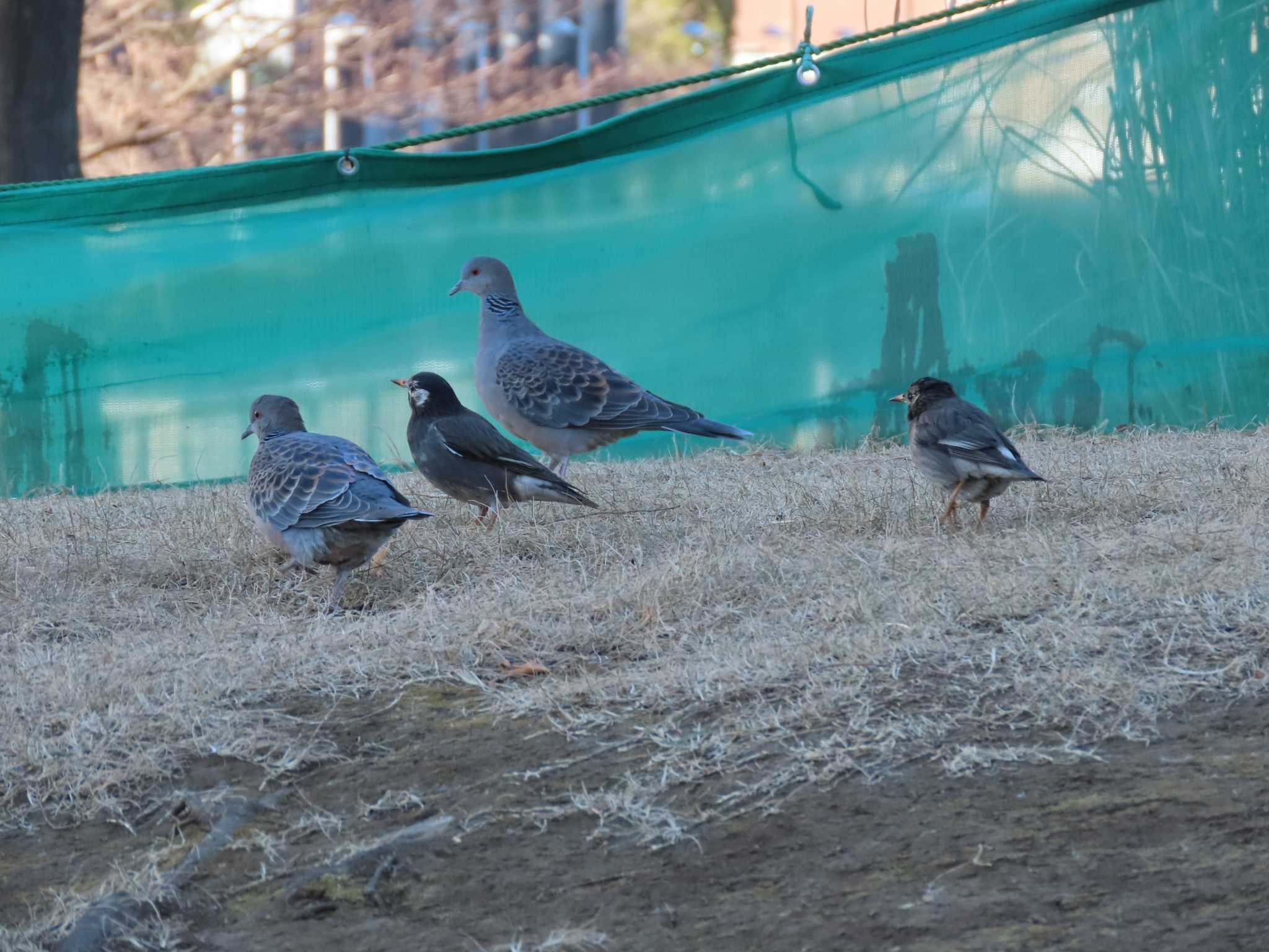 東品川海上公園(東京都品川区) ムクドリの写真 by のぐち