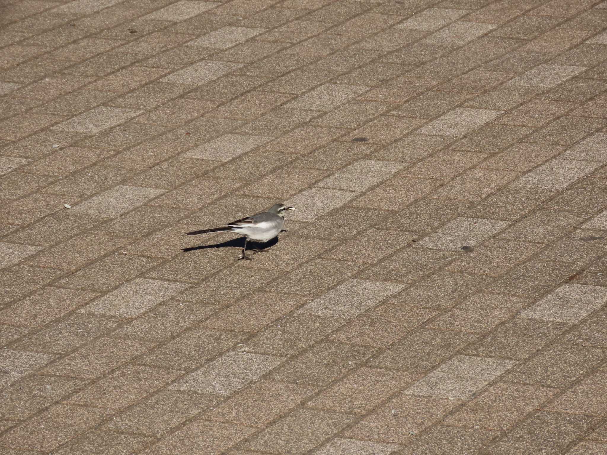 東品川海上公園(東京都品川区) ハクセキレイの写真 by のぐち