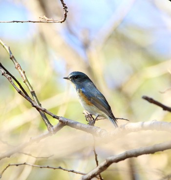 ルリビタキ 秋ヶ瀬公園 2016年12月6日(火)