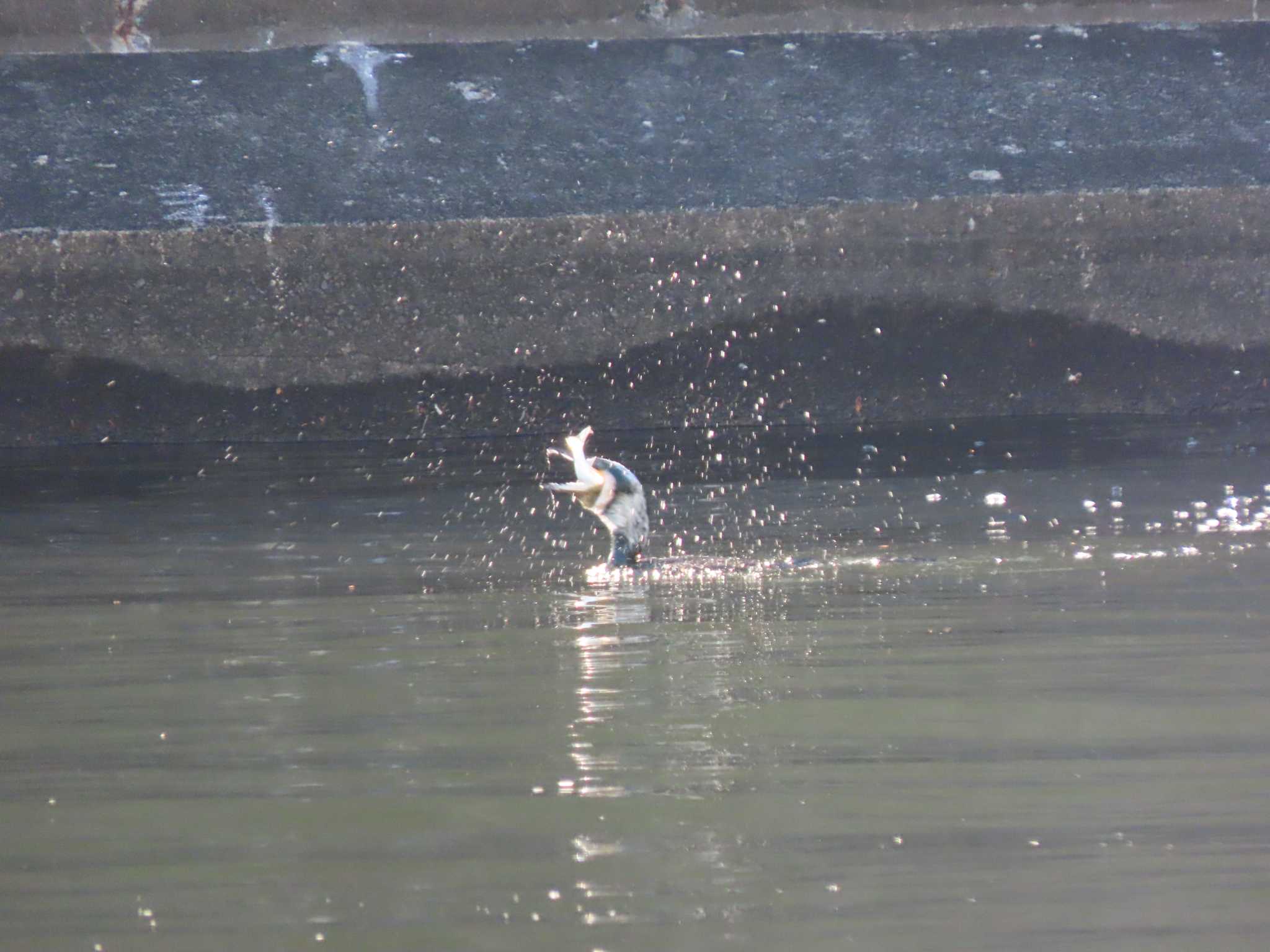 東品川海上公園(東京都品川区) カワウの写真 by のぐち