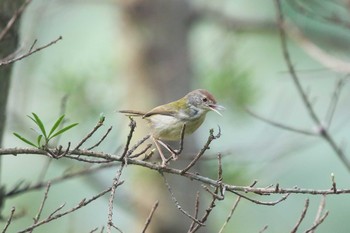 Common Tailorbird タイポカウ Sun, 11/6/2016