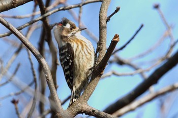 Japanese Pygmy Woodpecker 福島県 Sun, 1/10/2021