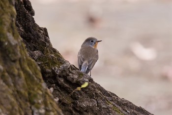 Red-breasted Flycatcher 東京都 Wed, 12/7/2016