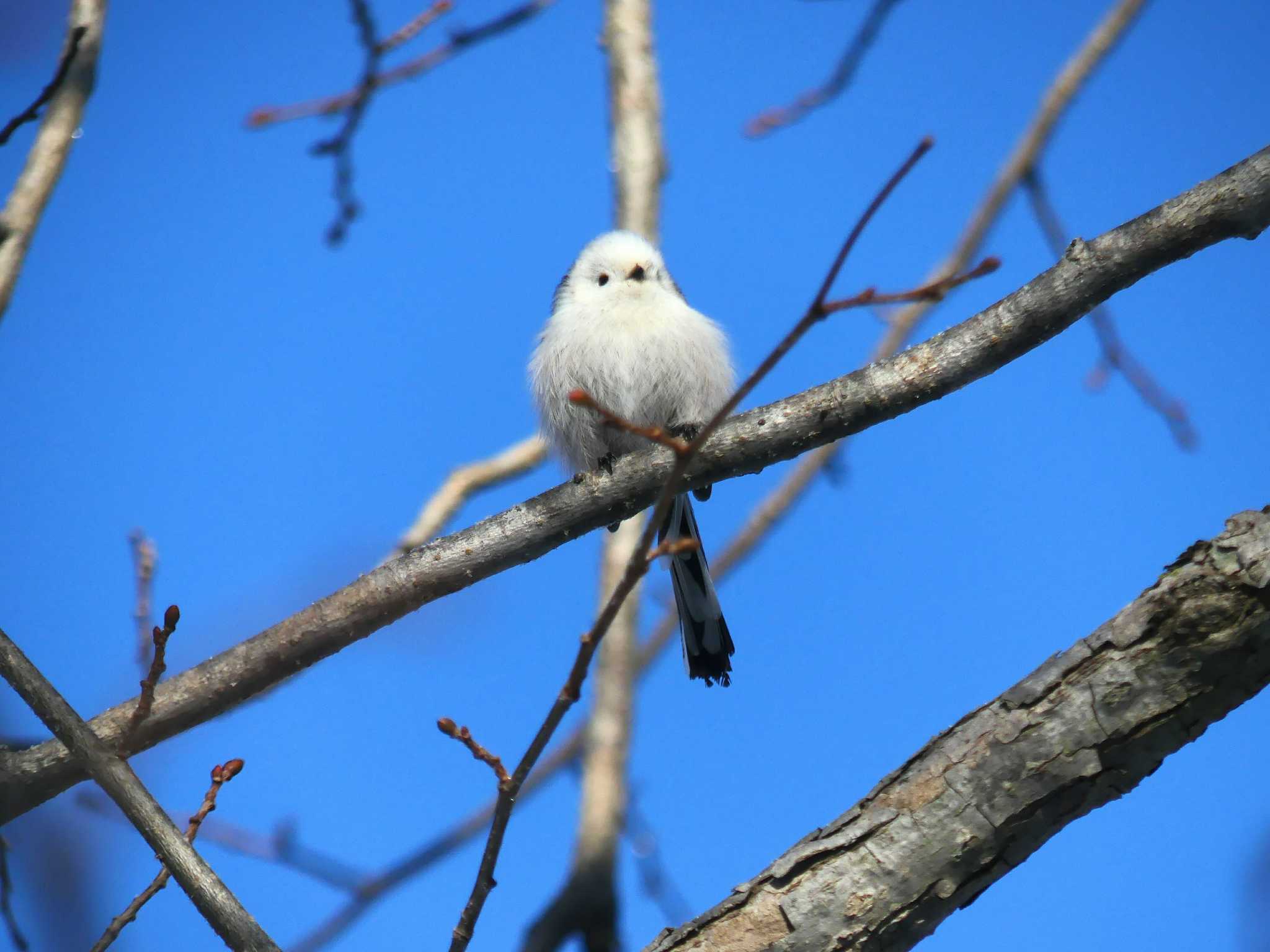 2021年1月10日(日) 北大研究林(北海道大学苫小牧研究林)の野鳥観察記録