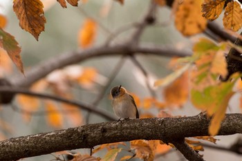 Red-breasted Flycatcher Unknown Spots Wed, 12/7/2016