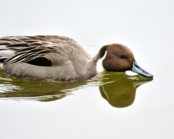 Northern Pintail 千種区 Sun, 1/10/2021