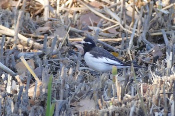 Japanese Wagtail Ukima Park Sun, 1/10/2021