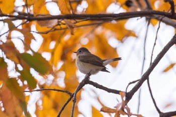 Red-breasted Flycatcher 東京都 Wed, 12/7/2016