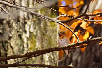 Red-breasted Flycatcher Musashino Park Tue, 12/6/2016