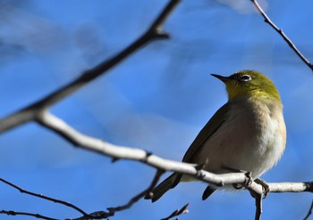 2021年1月10日(日) 座間谷戸山公園の野鳥観察記録
