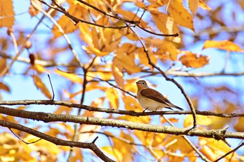 Red-breasted Flycatcher Musashino Park Tue, 12/6/2016