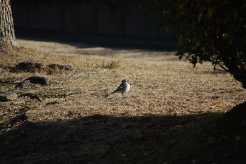 ハクセキレイ 和歌山市 2021年1月9日(土)