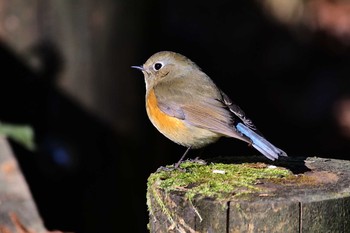 ルリビタキ 小山田緑地公園 2021年1月10日(日)