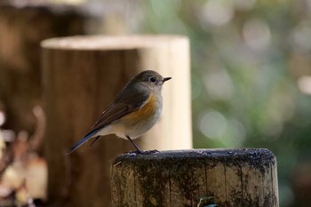 ルリビタキ 小山田緑地公園 2021年1月10日(日)