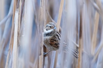 2021年1月10日(日) 谷津干潟の野鳥観察記録