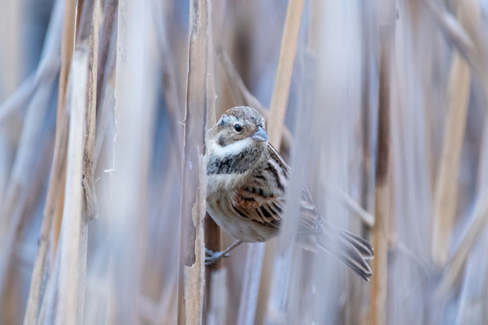 谷津干潟 オオジュリンの写真 by Marco Birds