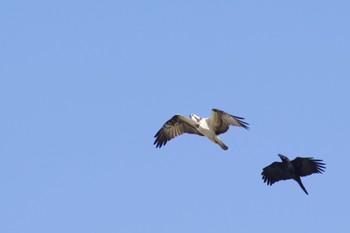 2021年1月8日(金) 昆陽池公園の野鳥観察記録