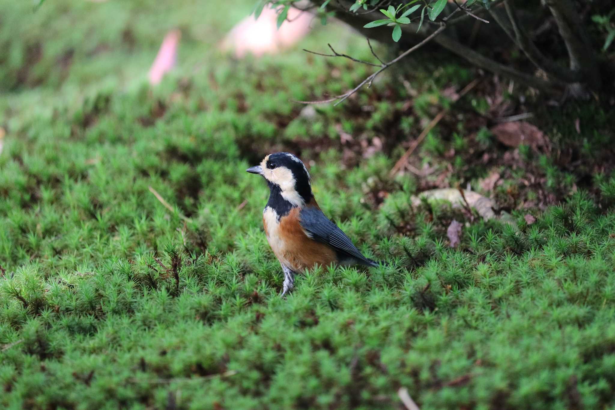 Photo of Varied Tit at 金沢 by ももの助