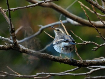 Dusky Thrush Hayatogawa Forest Road Thu, 1/7/2021