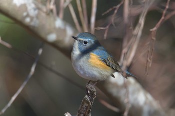 ルリビタキ 滋賀県希望が丘文化公園 2021年1月10日(日)