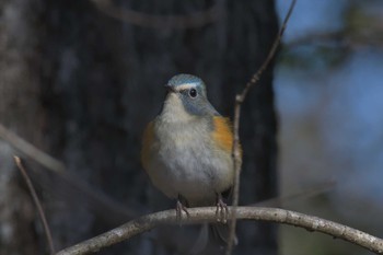 ルリビタキ 滋賀県希望が丘文化公園 2021年1月10日(日)