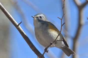 ルリビタキ 滋賀県希望が丘文化公園 2021年1月10日(日)