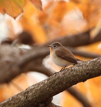 Red-breasted Flycatcher Musashino Park Wed, 12/7/2016