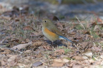 ルリビタキ 滋賀県希望が丘文化公園 2021年1月10日(日)