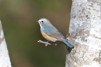 ルリビタキ 滋賀県希望が丘文化公園 2021年1月10日(日)