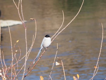 2021年1月10日(日) 鶴見川の野鳥観察記録