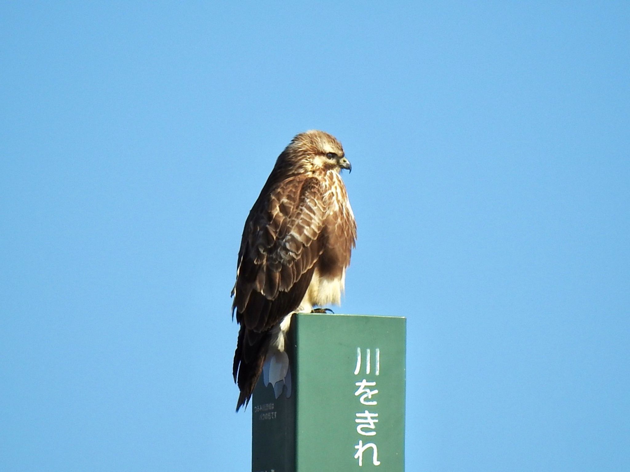 新横浜公園 ノスリの写真 by AMEMIYASATO