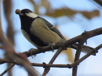 シジュウカラ 東京港野鳥公園 2016年12月7日(水)