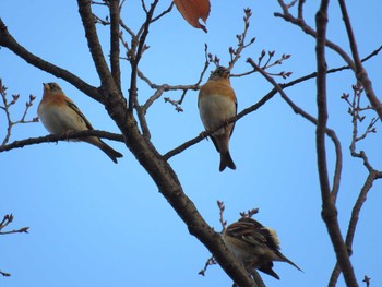 アトリ 東京港野鳥公園 2016年12月7日(水)