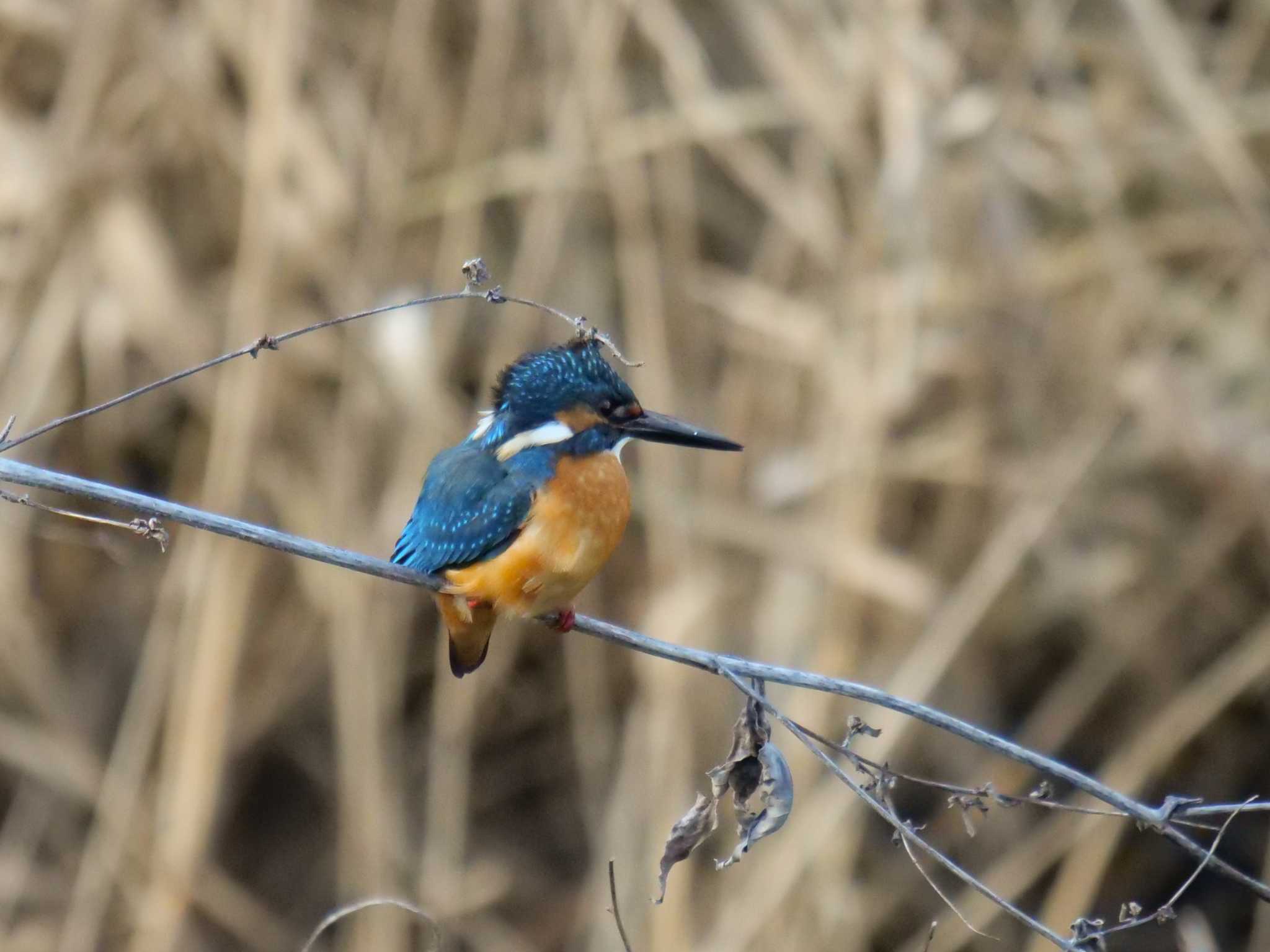 カワセミ