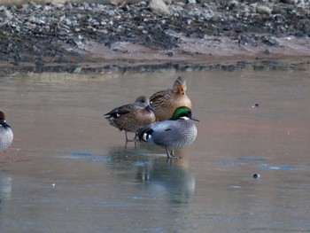 Falcated Duck 京都府　木津川市 Sat, 1/9/2021