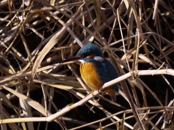 Common Kingfisher 京都府　木津川市 Sat, 1/9/2021