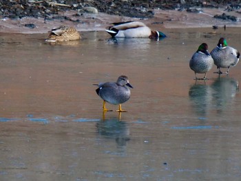 Gadwall 京都府　木津川市 Sat, 1/9/2021