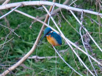 Common Kingfisher 京都府　木津川市 Sat, 1/9/2021