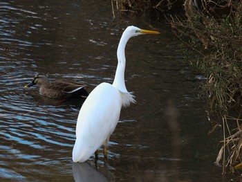 Great Egret 京都府　木津川市 Sat, 1/9/2021