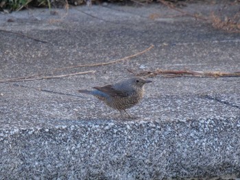 Blue Rock Thrush 京都府　木津川市 Sat, 1/9/2021