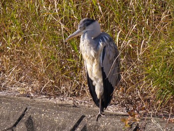 Grey Heron 京都府　木津川市 Sat, 1/9/2021