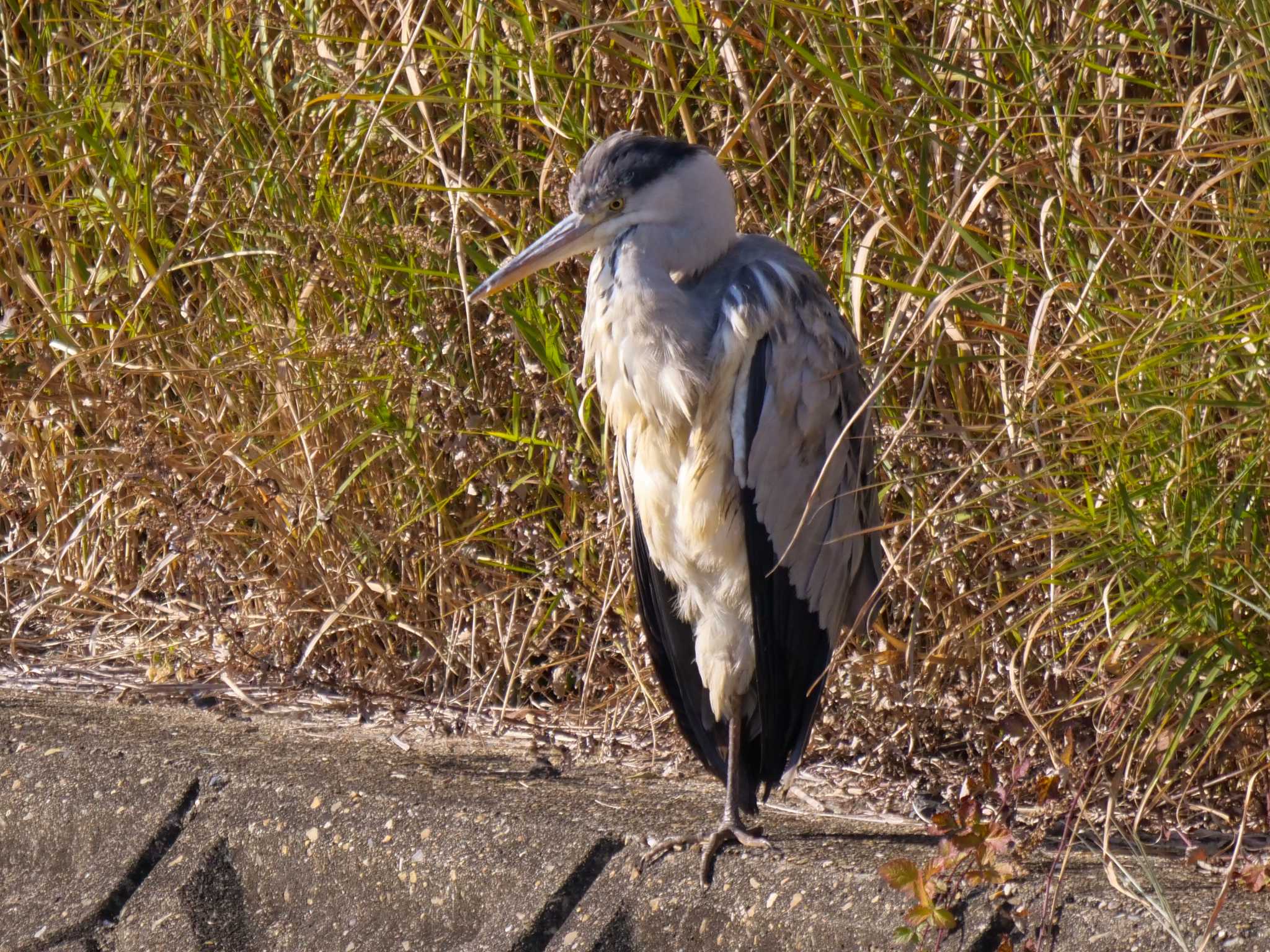 Photo of Grey Heron at 京都府　木津川市 by アッキー