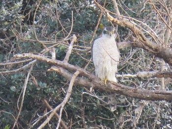 オオタカ 東京港野鳥公園 2016年12月7日(水)