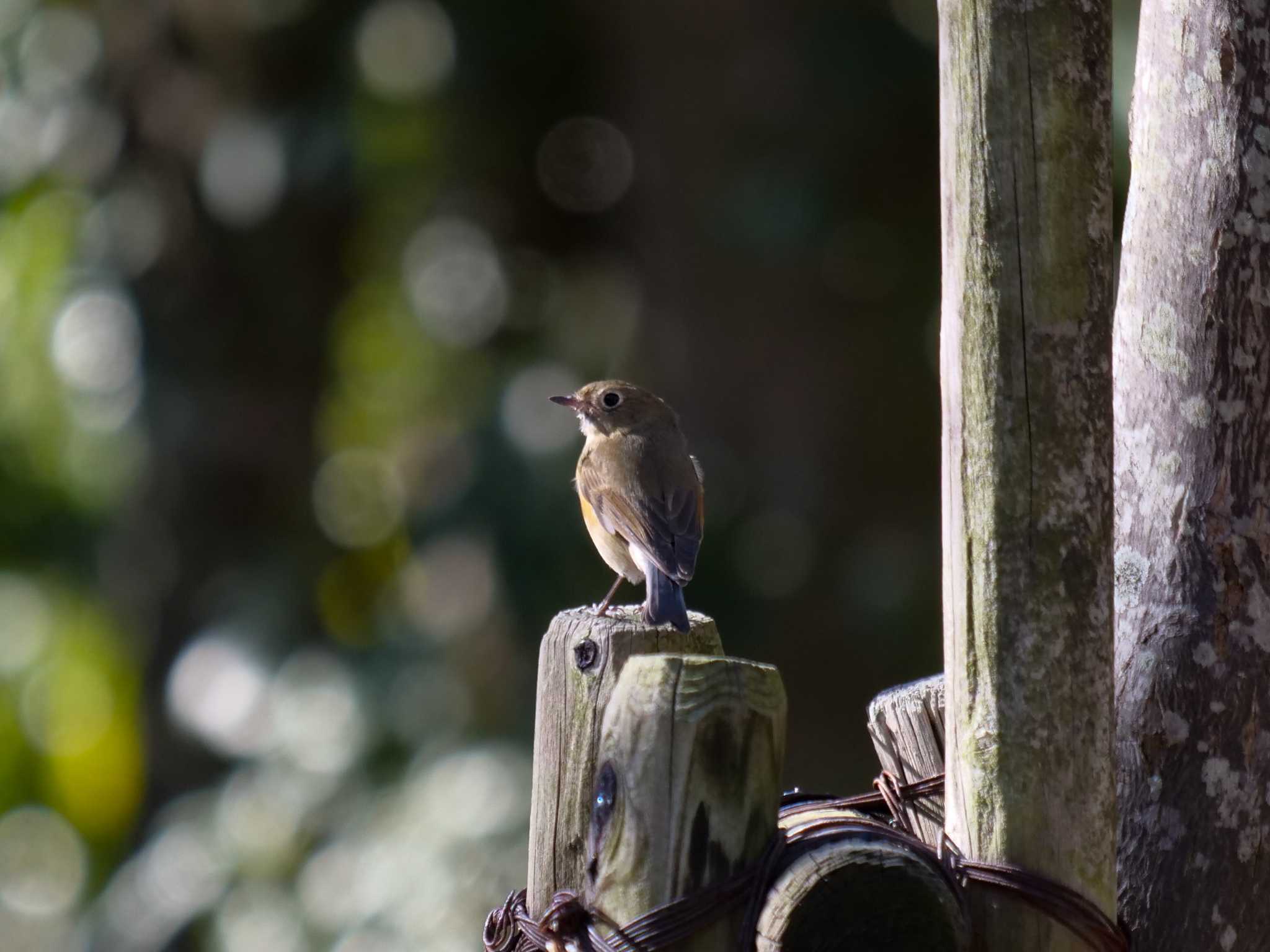 Photo of Red-flanked Bluetail at 京都府　木津川市 by アッキー