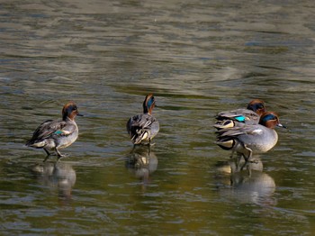 Eurasian Teal 京都府　木津川市 Sat, 1/9/2021